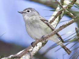 Image result for Viridivia suberosa