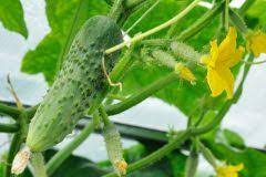 Gurken Ernten Wann Ist Die Beste Erntezeit