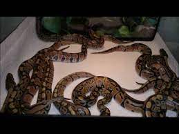 Exotic pets of all major brands including arcadia, exo terra, lucky reptile, microclimate. Reptile Pet Shops Near Me Online Shopping Mall Find The Best Prices And Places To Buy