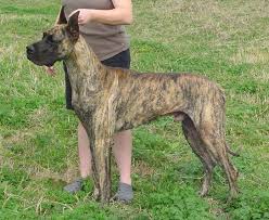 Brindle Great Dane Brindle Great Dane Great Dane Colors Great Dane Puppy