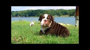 Well,if you are a puppy lover who need an english bulldog puppy we are here for you,our puppies for sale are cute,friendly,and full of love.contact us. Dark Chocolate Tri English Bulldog Puppy Youtube