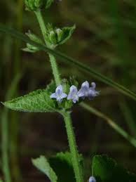 Image result for Cantinoa