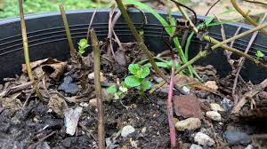 It's best to grow mint in a pot as it can compete with neighbouring plants when planted in the ground. Mint Leaves Are Turning Yellow 9 Easy Solutions Eco Family Life