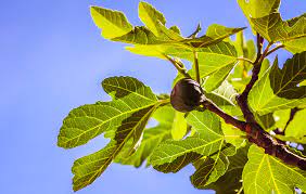Comment Tailler Un Figuier Conseils Et Astuces Cmonjardinier
