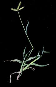 Image result for Dactyloctenium geminatum