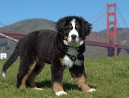 Bernese mountain dog puppies southern california. Cali The Bernese Mountain Dog Bernese Mountain Dog Burnese Mountain Dog Bernese Mountain Dog Puppy