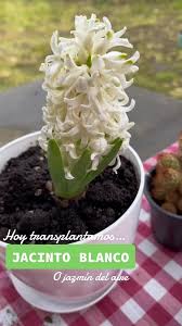 JACINTO BLANCO 💐 #parati #plantas #jardin #jardineria #jardineriaencasa  #cactus #suculentas #huerto #huerta #huertaencasa #huertaorganica  #huertaurbana #naturaleza #germinar #semillas #jacinto #jazmin ...