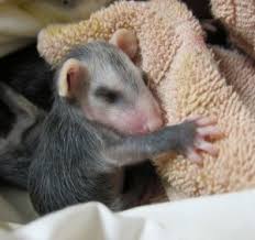 Rescued Baby Opossums Wildcare