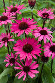 Echinacea Summer Cloud Echinacea Summer Cloud The Post Echinacea Summer Cloud Appeared First On Ideas Flower Flower Garden Perennials Beautiful Flowers