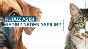 kopek asilari takvimi ve fiyatlari 2021 umraniye veteriner