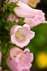 Pink Bell Flowers Campanula Medium Beautiful Flowers Flowers Pretty Flowers