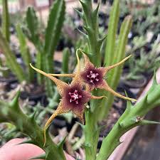 Image result for Orbea caudata