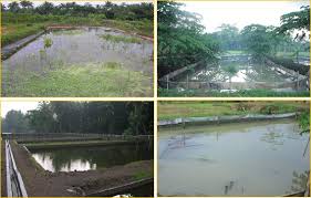 Lobster Air Tawar Since 2010 By Bro Azizie December 2010