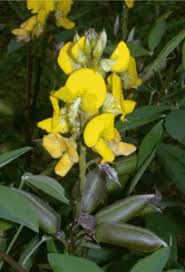 Image result for Crotalaria micans