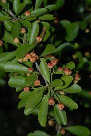 Image result for Gymnosporia pubescens