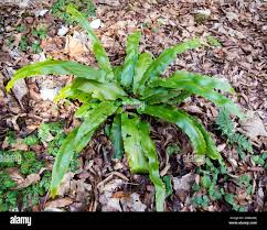 Image result for Asplenium dregeanum