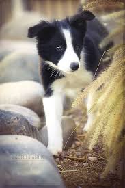 It S A Big World Out There Bordercollie Puppy Real Dog Collie Collie Dog