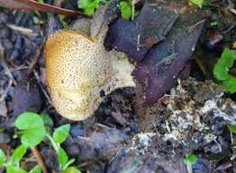 Image result for Scleroderma cepa