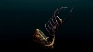 Image result for Sporobolus molleri