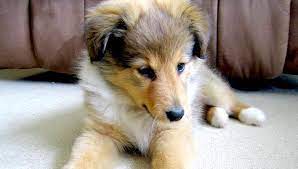 It is an outstanding companion dog with a delightful. Sheltie Puppies For Sale Near You Sheltie Planet