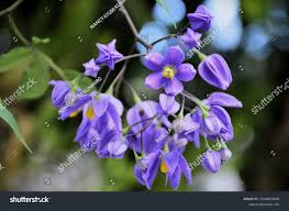 Image result for Solanum seaforthianum