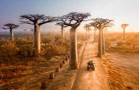 For 25 years, dreamworks animation has considered itself and its characters part of your family. Madagaskar Die Vielseitige Insel Der Sussen Lemuren Hello Planet