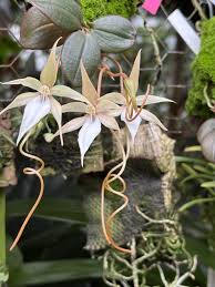 Image result for Indigofera monantha