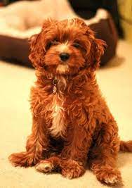 Cavapoo Cross Between A Cavalier King Charles Spaniel And A Poodle This Is What I Think C Cavapoo Puppies King Charles Cavalier Spaniel Puppy Spaniel Puppies