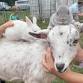 Animal Snuggles with Good Pickin’ Farm event in Lowell, MA