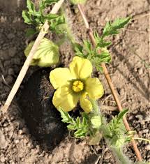 Image result for Eureiandra sp. A