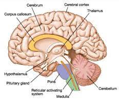 Basic Layout Of An Inside Side View Of A Hemisphere Brain Diagram Human Brain Brain Anatomy