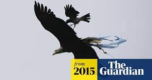 Admin may 30, 2012 9. Lazio S Eagle Mascot Attacked By A Crow Before Kick Off Lazio The Guardian