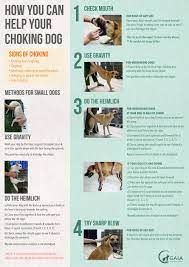 Dogs sometimes have a bad habit of putting anything they find inside their mouths. Handy Handout How To Help Your Choking Dog