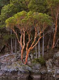 「arbutus tree」の画像検索結果
