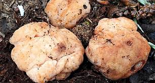 متنوعة الفطر ، الفطر الفطر ، الفطر, الغذاء, اللون, الفطر حساء png. Ø§Ù„ÙØ·Ø± Ø§Ù„ØµØ§Ù„Ø­ Ù„Ù„Ø£ÙƒÙ„ Ù‚Ø§Ø¦Ù…Ø© Ù…Ø¹ ÙˆØµÙ Ù…ÙØµÙ„ ÙˆØ§Ù„ØµÙˆØ± Ø¹Ø´ Ø§Ù„ØºØ±Ø§Ø¨