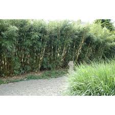 We did not find results for: Bamboo Fargesia Robusta Pingwu