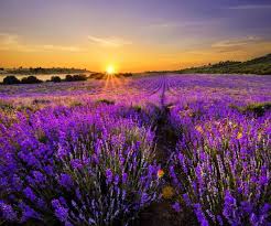 Vous n'avez pas trouvé ? Provence Fond D Ecran Telecharger Sur Votre Mobile Depuis Phoneky