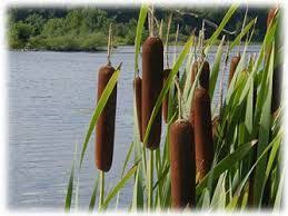 Maybe you would like to learn more about one of these? Cattail Plants Vs Zombies Wiki Fandom