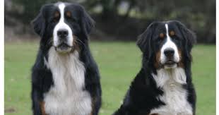 Bernese mountain dogs have been my perfect dream dog ever since i bought my first dog etain. 55 Australian Shepherd Bernese Mountain Dog Golden Retriever Mix L2sanpiero