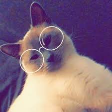 Laura Sammarco (@laura.sammarco)