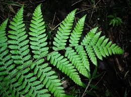 Image result for Megalastrum lanuginosum