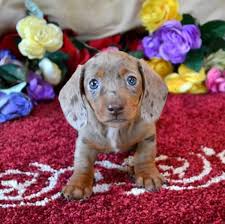 Black And Tan Dachshund Puppies For Sale Near Me Mini Dachshund Puppies For Sale Black Tan Doxie Breeder Short Hair Pups Dachshund Puppy Miniature Dachshund Puppies Dapple Dachshund