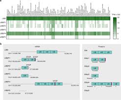 Ubb yani ulusal bilgi bankası: Ubb Pseudogene 4 Encodes Functional Ubiquitin Variants Nature Communications