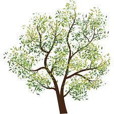 Collection by phyllis disher fredericks. Cad Und Bim Objekte Image Entourage Drawing Tree 6 Plants 2d Images Polantis Kostenlose 3d Cad Und Bim Objekte Revit Archicad Autocad 3dsmax Und 3d Modelle