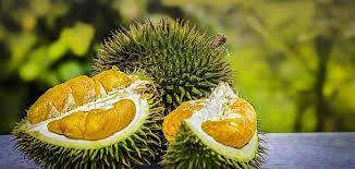 كما أن الدوريان مصدر ممتاز للنحاس والحديد واللذان. ÙØ§ÙƒÙ‡Ø© Ø§Ù„Ø¯ÙˆØ±ÙŠØ§Ù† Durian Ø³Ø·ÙˆØ±