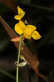 Image result for Crotalaria pisicarpa