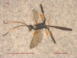 Image result for Scythris crypta