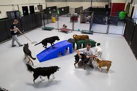 Suction cup that gin and get doggy doggin. Boarding Caged Or Cage Free You Decide Doggin Around Day Care Ventura Ca