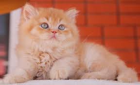 Available 3 Mars Of Kotoffski 3 Male Blh D Red Gen Ticked Cinnamon Carrier Father Ch X Trail Of Kotoffski Bri D Mother Mona L Mona Lisa Animals Cats