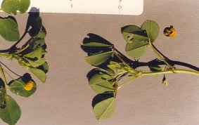 Image result for Medicago polymorpha